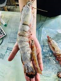 Extra large black tiger prawns, sent live frozen. photo review